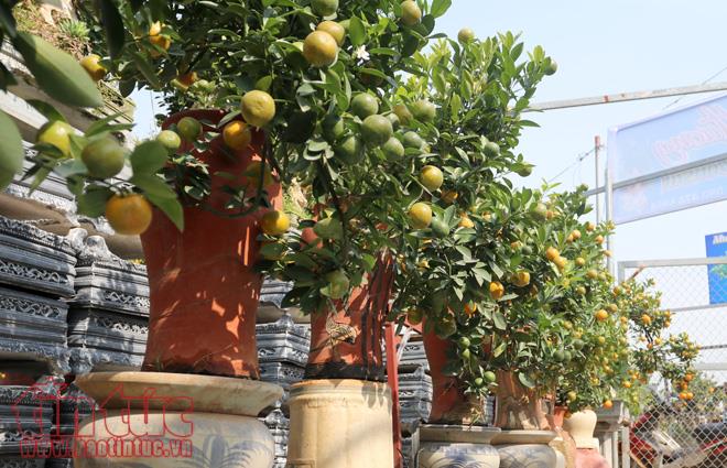 Quất bonsai dáng “độc, lạ” đón Tết Nguyên đán Mậu Tuất ảnh 4